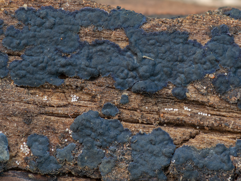 Terana caerulea